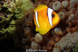 My clown fish by Sergun Aydan 